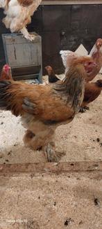 Jonge brahma haan, Dieren en Toebehoren, Pluimvee