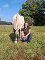 Verzorgpaard of pony gezocht, Dieren en Toebehoren, Stalling en Weidegang