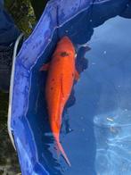 koi, Dieren en Toebehoren, Vissen | Vijvervissen, Karper of Koi