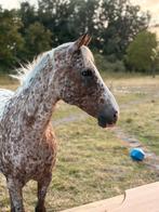 Knappe 17 jarige appaloosa ruin, E pony (1.48m - 1.57m), Ruin, Niet van toepassing, Gechipt