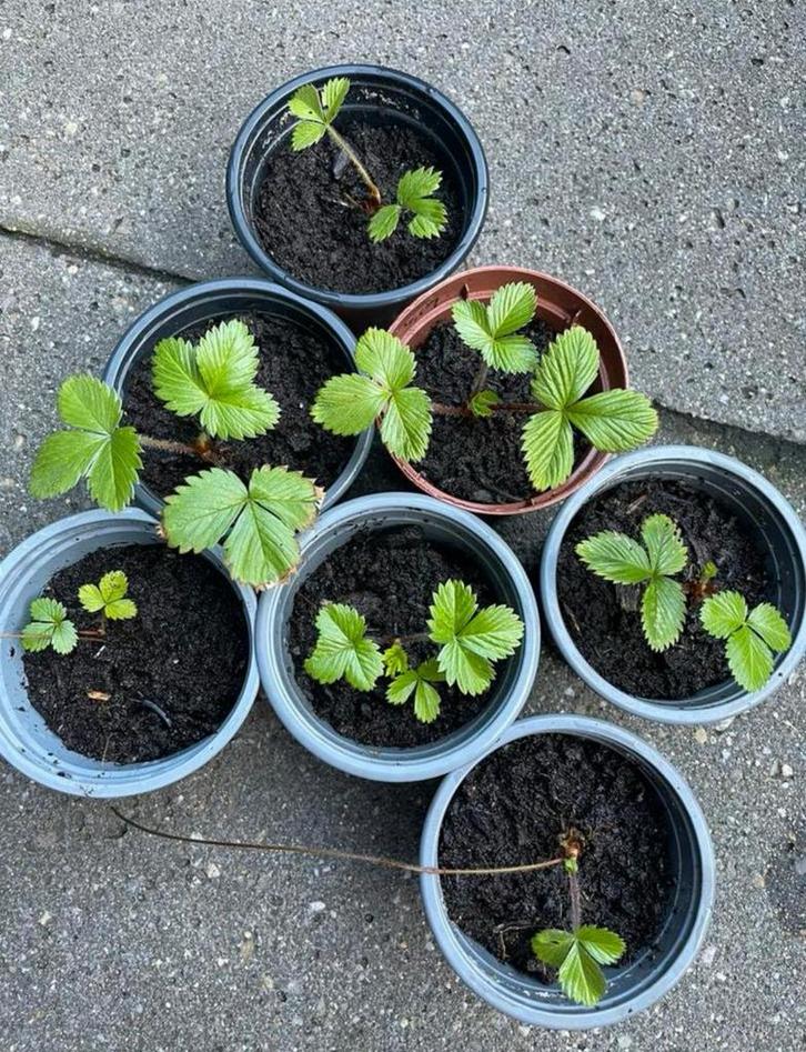 🍓 Biologische bosaardbei 8 st. Fragaria vesca wilde aardbei, Tuin en Terras, Planten | Tuinplanten, Vaste plant, Fruitplanten