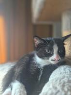 Ragdoll/Europese korthaar, Dieren en Toebehoren, Katten en Kittens | Raskatten | Korthaar, Meerdere dieren, 0 tot 2 jaar