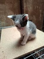 Mooie lieve kittens, Dieren en Toebehoren