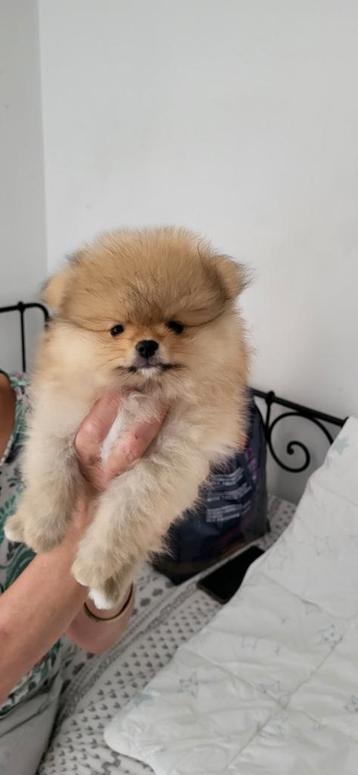 Pomeriaan pups reu en teefje.. beschikbaar voor biedingen