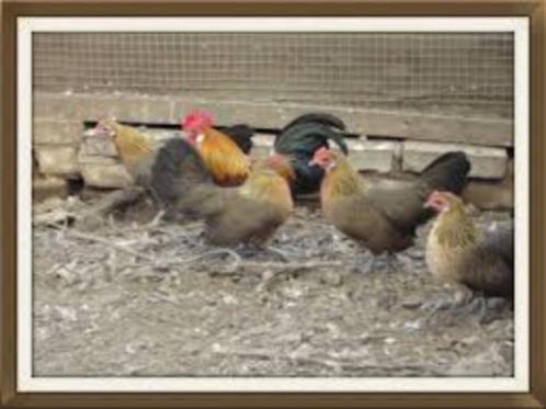 Hollandse krielkippen. [hele kleine krielkippen], Dieren en Toebehoren, Pluimvee, Kip, Meerdere dieren