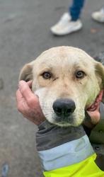 Zoë zoekt een lief baasje, Dieren en Toebehoren, Honden | Niet-rashonden, Particulier, Buitenland, Teef, Eén hond