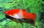 koi red zwaardrager €4,95, Dieren en Toebehoren, Vissen | Aquariumvissen, Vis, Zoetwatervis