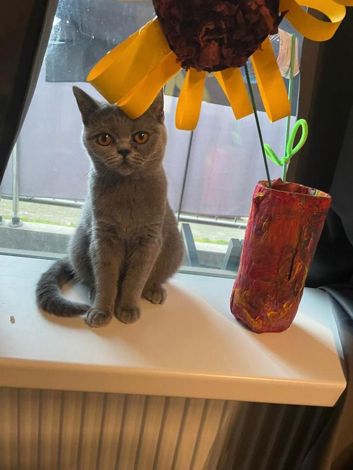 Raszuivere Britse Shorthair Poes, Dieren en Toebehoren, Katten en Kittens | Raskatten | Korthaar, Poes