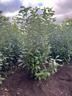 Prunus laurier Genolia (in meerdere maten), Ophalen of Verzenden, Laurier, Haag, 100 tot 250 cm