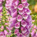 Vingerhoedskruid plantjes, Ophalen, Najaar, Volle zon