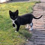 3 Lieve katten te koop, Dieren en Toebehoren, Katten en Kittens | Overige Katten, Poes