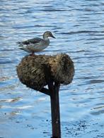 Eendenkorven, Meerdere dieren, Kip