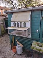 Te koop Duivenspoetnik, Dieren en Toebehoren, Mannelijk