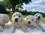 Prachtig nestje Golden Retrievers aangeboden, Dieren en Toebehoren, Honden | Retrievers, Spaniëls en Waterhonden, Golden retriever