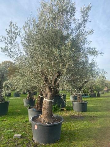 Prachtige olijfboom TE KOOP NR BA26 beschikbaar voor biedingen