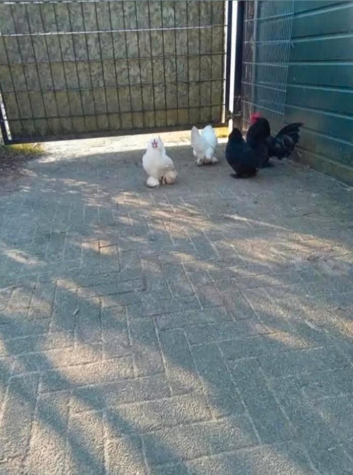 Sabelpoot Sabelpootkriel Sabelpoot kriel Sabelpoot krielen, Dieren en Toebehoren, Pluimvee, Kip, Meerdere dieren