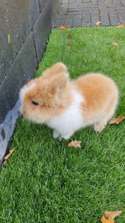 Lieve kleine Kindvriendelijke dwergjes, Vosjes en Fluffies, Dieren en Toebehoren, Konijnen, Dwerg, Meerdere dieren, 0 tot 2 jaar