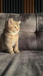 Britse korthaar kitten, Dieren en Toebehoren, Katten en Kittens | Dekkaters, 0 tot 2 jaar