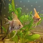 5 bruine maanvissen 5 cm €2.95 per stuk, Vis, Zoetwatervis