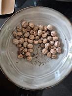 Oost Indischekers zaden 10 zaden voor € 0,75, Ophalen of Verzenden, Volle zon