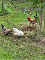 Serema kippetjes, Dieren en Toebehoren, Pluimvee, Meerdere dieren, Kip
