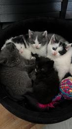 Kittens te koop!!, Dieren en Toebehoren, Katten en Kittens | Overige Katten, Meerdere dieren