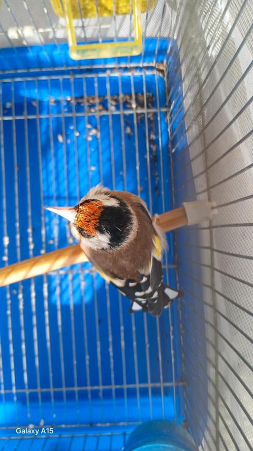 Een-echt kleine parva putter super zanger van 2023.DZ., Dieren en Toebehoren, Vogels | Overige Vogels, Wildzangvogel, Mannelijk