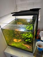 Superfish qubiq 30 met grote groep oranje garnalen, Dieren en Toebehoren, Ophalen, Gebruikt, Gevuld zoetwateraquarium