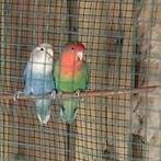 MOET ZO SNEL MOGELIJK WEG Agapornis Roseicollis koppel, Dieren en Toebehoren, Vogels | Parkieten en Papegaaien, Meerdere dieren