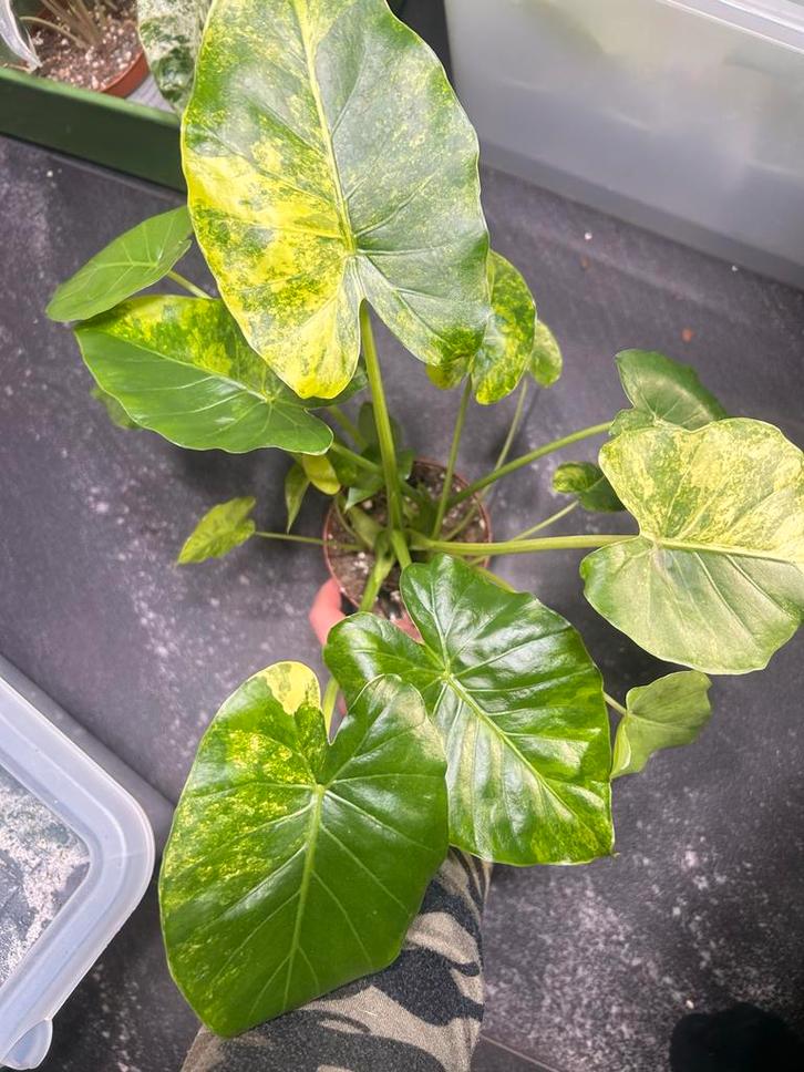 Alocasia Gageana Aurea 'Groot' - Zeldzame Olifantsoor, Huis en Inrichting, Kamerplanten, Minder dan 100 cm, Halfschaduw, Ophalen of Verzenden