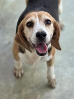ACE: Frances is een heerlijke lieve en schattige dame, Dieren en Toebehoren, 6 jaar of ouder, Beagle, Particulier, Rabiës (hondsdolheid)
