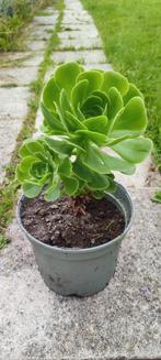 Aeonium arboretum, vetplant. geeft mooie rozetten., Tuin en Terras, Ophalen, Zomer, Overige soorten