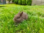 Bruine kleurdwerg, Dieren en Toebehoren, Konijnen, Mannelijk, Dwerg, 0 tot 2 jaar