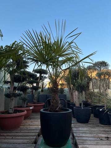 Palmboom Trachycarpus Fortunei in pot Capi beschikbaar voor biedingen
