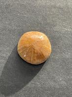 Prachtige gepolijste fossiele zee egel (B1C), Verzamelen, Mineralen en Fossielen, Verzenden, Fossiel