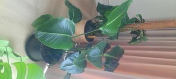 Strelitzia Nicolai (Paradijsvogelplant) – Grote kamerplant beschikbaar voor biedingen