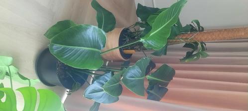 Strelitzia Nicolai (Paradijsvogelplant) – Grote kamerplant, Huis en Inrichting, Kamerplanten, Overige soorten, 200 cm of meer