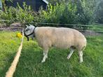 Texelse rammen te koop!, Dieren en Toebehoren, Schapen, Geiten en Varkens, Mannelijk, 0 tot 2 jaar