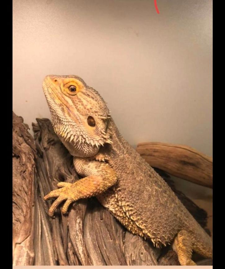 Baardagaam met terrarium