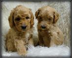 Labradoodle medium pups, Dieren en Toebehoren, Honden | Retrievers, Spaniëls en Waterhonden, Nederland, Overige rassen, 8 tot 15 weken