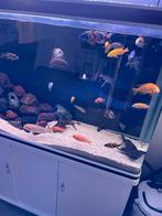 Aquarium rotsen&decoratie, Zoetwatervis, Overige typen