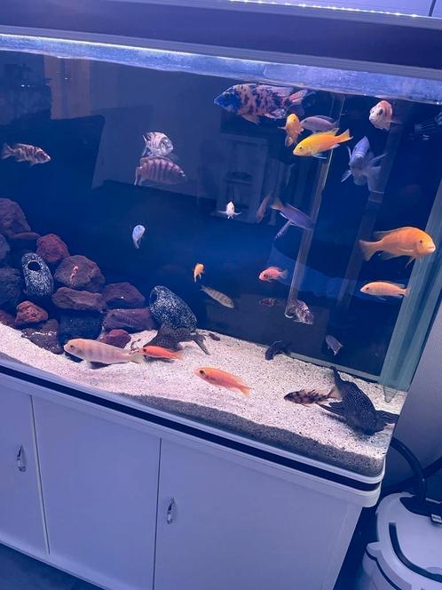 Aquarium rotsen&decoratie, Dieren en Toebehoren, Vissen | Aquariumvissen, Zoetwatervis, Overige typen