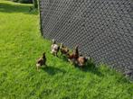 4 brahma hanen gratis, Dieren en Toebehoren, Pluimvee, Mannelijk, Kip