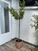 Pinus boompje incl. pot, Tuin en Terras, Planten | Bomen, Ophalen, Overige soorten, 100 tot 250 cm