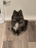 Pomeriaan teefje, 15 weken tot 1 jaar, Teef, Eén hond, Nederland