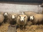 4 drachtige Texelaar schapen, Dieren en Toebehoren, Vrouwelijk, Schaap, 0 tot 2 jaar