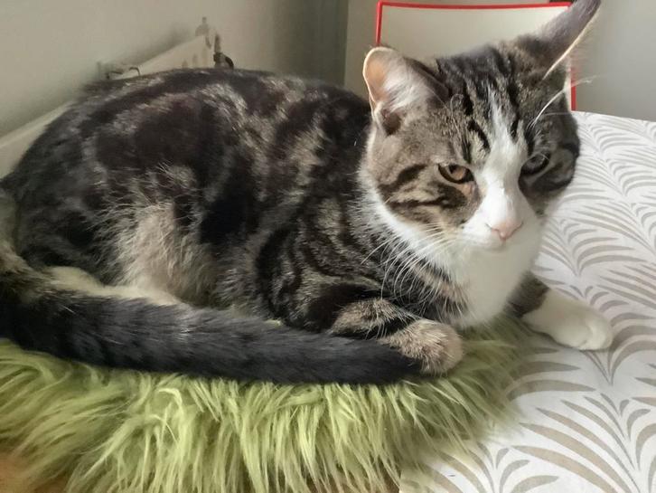 Deze super lieve  main coon ,vader is europesse kort haar ,,, Dieren en Toebehoren, Katten en Kittens | Overige Katten, Kater