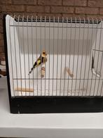Aangeboden Major Putter, Dieren en Toebehoren, Vogels | Overige Vogels, Mannelijk, Wildzangvogel, Geringd