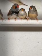 Mooie grote zebravinken, Meerdere dieren