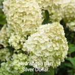 Hydrangea pan Silver Dollar, Ophalen of Verzenden, Hortensia